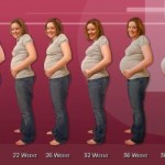 pregnancy_week_by_week_stages
